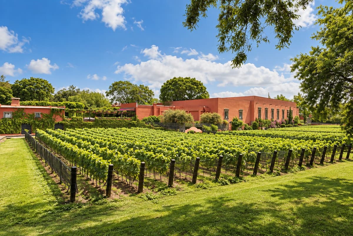 Viñedo